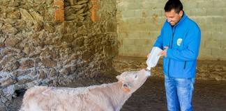 Incrementos en los importes por sacrificio para vacuno y ganado ecológico