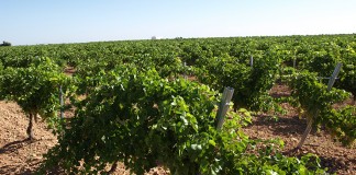 Nueva reestructuración de viñedo en 2017 priorizará la diferenciación por calidad viñas