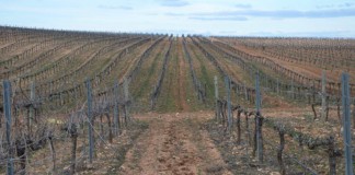 Sólo agricultores profesionales podrán imputar trabajos propios en reestructuración de viñedo de Castilla-La Mancha