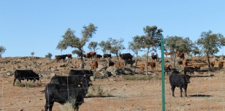 Diputación Toledo vende la ganadería de reses bravas de «El Borril»