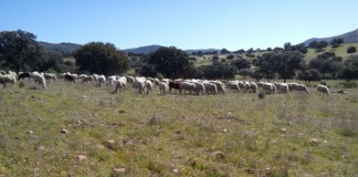 Piden Gobierno regional que multa CAP no afecte a agricultores