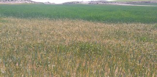 Advierten sobre los tratamientos a los cereales ante el estrés hídrico elevado cereal seco