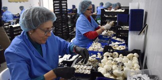 2,5 millones de euros para ayudas a la contratación indefinida