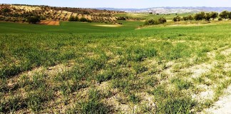 UPA alerta de graves consecuencias por sequía en Castilla-La Mancha