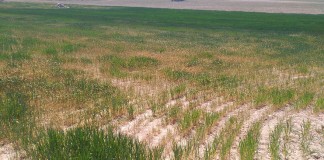 34.216 hectáreas de cereales con daños en Castilla-La Mancha, según Agroseguro sequía
