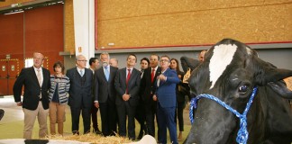 Talavera de la Reina ya acoge el II Open Ganado Frisón