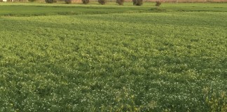 Se endurecen condiciones ayudas agroambientales de herbáceos en secano