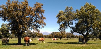 La nueva PAC prevé una reducción progresiva de las ayudas a partir de los 60.000 euros y limitándolas a 100.000 finca