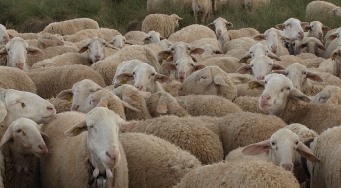 La Comisión Europea prorroga hasta 2024 las medidas por viruela ovina en Andalucía y Castilla-La Mancha ovejas