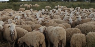 Revisan al alza las ayudas PAC asociadas al ovino 2017