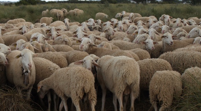 Publicadas ayudas al bienestar animal en Castilla-La Mancha