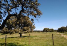 España recibió 1.094 millones para ayudas al desarrollo rural durante 2024 pastos