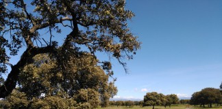 Estima parcialmente demanda española contra corrección financiera en superficies de pastos pastos