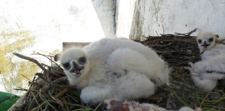 Nacen en cautividad, de forma natural, dos pollos especie en extinción