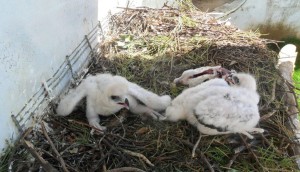 pollos águila perdicera 2