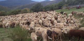 Mestanza (Ciudad Real) acogerá unas jornadas de trashumancia y ecoturismo