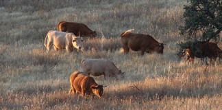 UPA espera que plan control fauna salvaje ayude a frenar tuberculosis