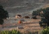 La sequía pone en jaque a las explotaciones ganaderas de extensivo del norte de España pastos
