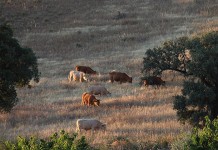 La sequía pone en jaque a las explotaciones ganaderas de extensivo del norte de España pastos