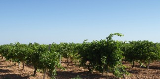 Ministerio de Agricultura concede 4.989 hectáreas para nuevas plantaciones de viñedo