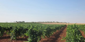 Unión de Uniones analizará los cambios normativos del sector vitivinícola