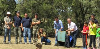 Liberado en Menasalbas (Toledo), último ejemplar de lince de este año