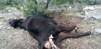 1.500 euros para caprino-ovino y 2.000, para vacuno, por ataques aves necrófagas