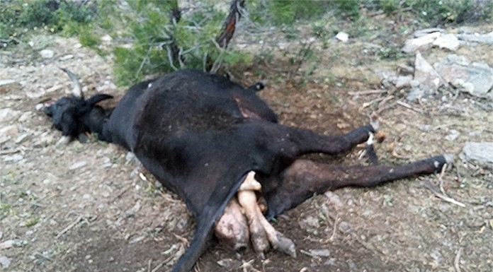 1.500 euros para caprino-ovino y 2.000, para vacuno, por ataques aves necrófagas