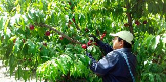 UPA alerta sobre los bajos precios de la fruta de hueso