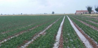 Una fuerte tormenta de granizo causa daños en varios cultivos de las provincias de Ciudad Real y Toledo