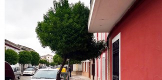 Viso del Marqués sustituye olmos por otras especies atendiendo peticiones vecinales