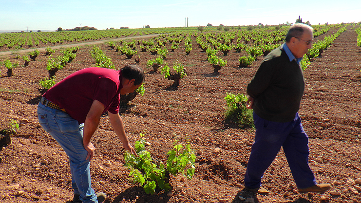 agricultors do mancha floración