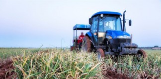 Periodo contratación del seguro de ajo finaliza el 31 de enero