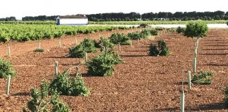 Cortan con una motosierra unos 30 almendros en un acto vandálico