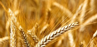 PAC 2017 finaliza 15 de mayo y cesiones pago básico el 31