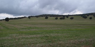 Junta de Extremadura quiere que dehesa sea reconocida Patrimonio de la Humanidad