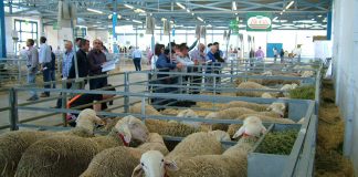 662 euros por semental de oveja de raza manchega