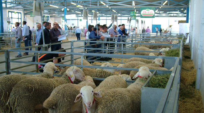 662 euros por semental de oveja de raza manchega