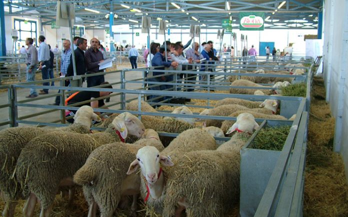 expovicaman-agrama-3