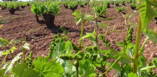 DO La Mancha con buenas perspectivas para la cosecha 2017