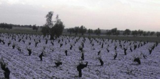 Hasta 8.000 hectáreas de cultivos afectadas por el pedrisco en Ciudad Real