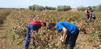 ASAJA convoca los premios nacionales «Joven Agricultor 2017» jóvenes