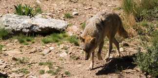UPA: “El Congreso protege al lobo en contra de los ganaderos”