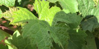 Primeros mosquitos verdes en la viña