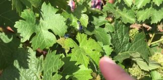 Confirman aparición mosquito verde en viñedos de Bolaños de Calatrava mosquito verde