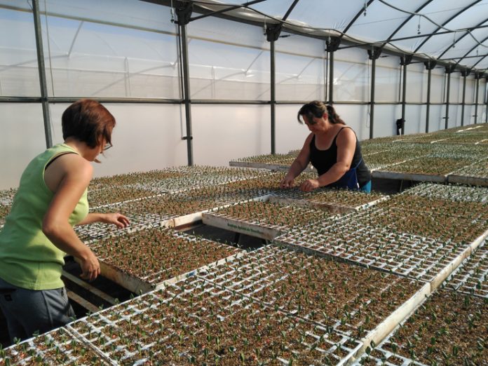 santiago apostol invernadero