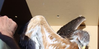 Liberadas dos primeras águilas perdiceras nacidas en cautividad de forma natural