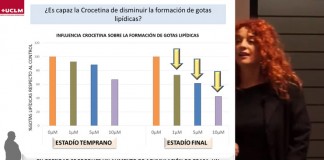 La UCLM analiza propiedades del azafrán en Expovicaman