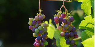 Unión de Uniones, optimista ante la coyuntura de los mercados del vino