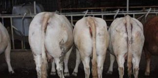 30,7 y 18,7 euros, importe de ayuda del vacuno de cebo